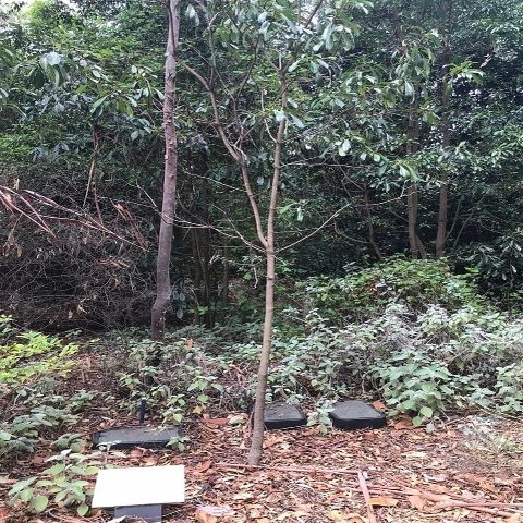 Adelaide Botanic Gardens - Not the Angophora Costata I expected