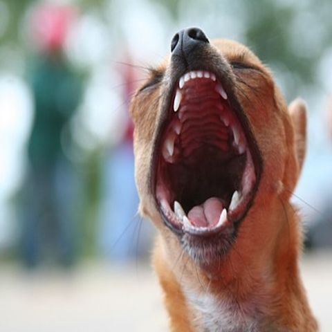 Pointless Barking by Neighbour's Dog Debuts No 1 on Music Charts