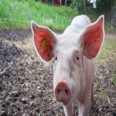 Brian The Pig uses AI to become first animal in the world to gain legal personality