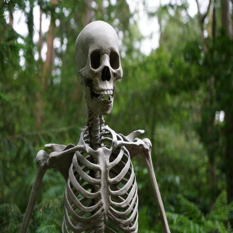 Man with Personality at Large in Adelaide Eastern Suburbs