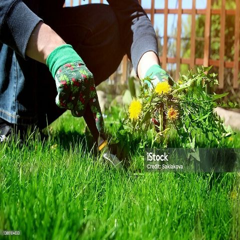 Australian Government to apply Chinese 'Weeding the Grass' approach to combat scam messages